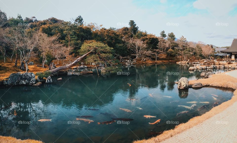 Koi pond in Japan