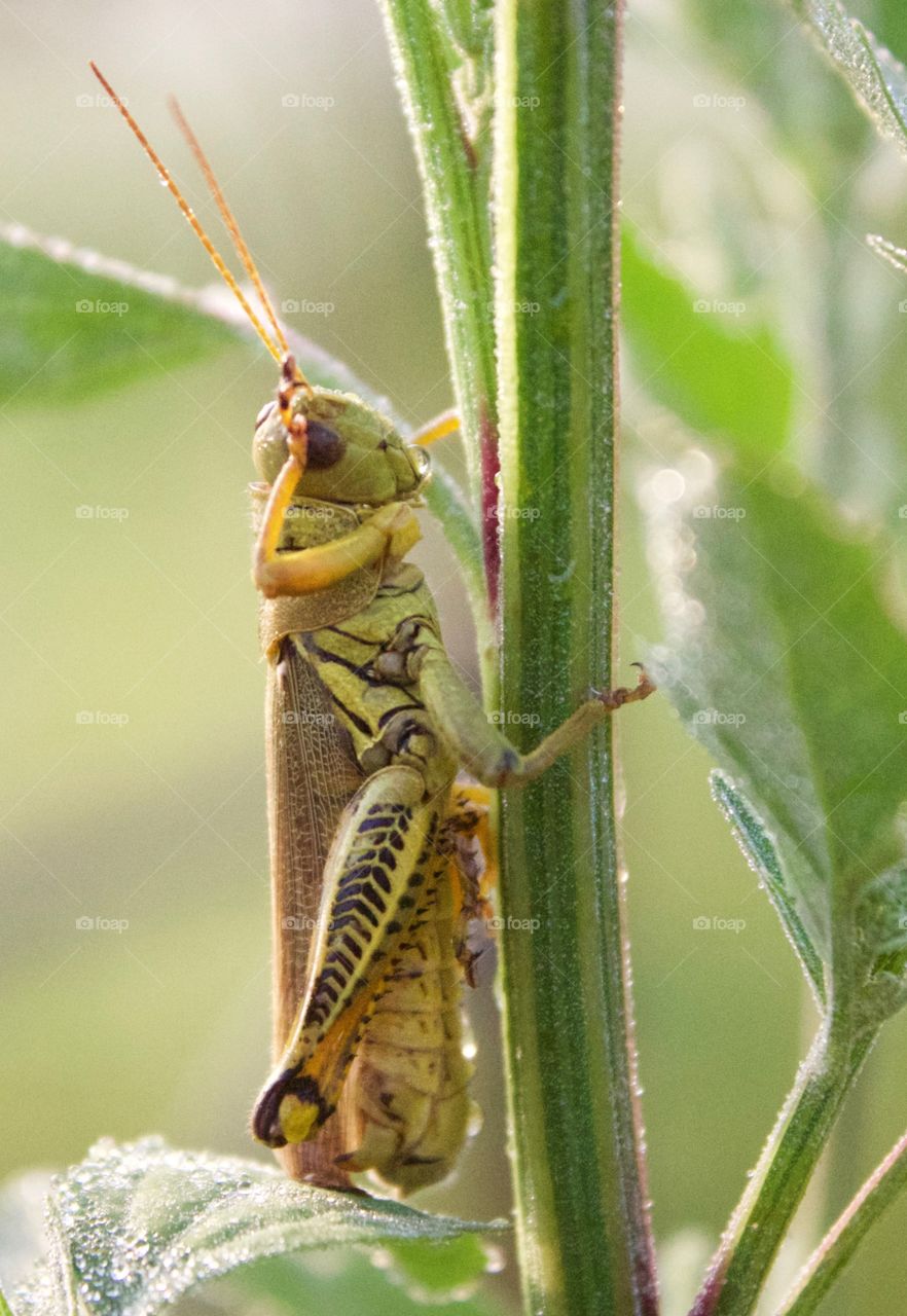 A grasshopper salute :)