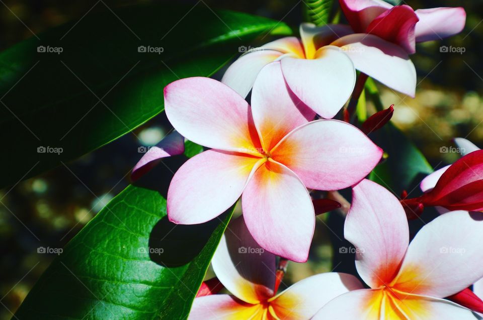 Hawaiian flowers.