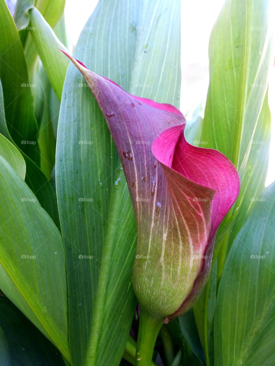 Calla lily