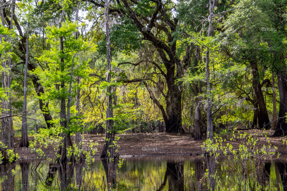 Indian Lake state forest