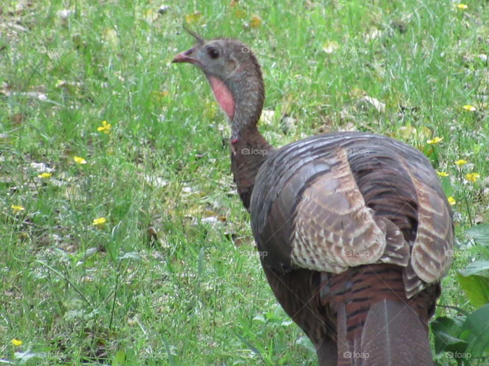 Turkey walking