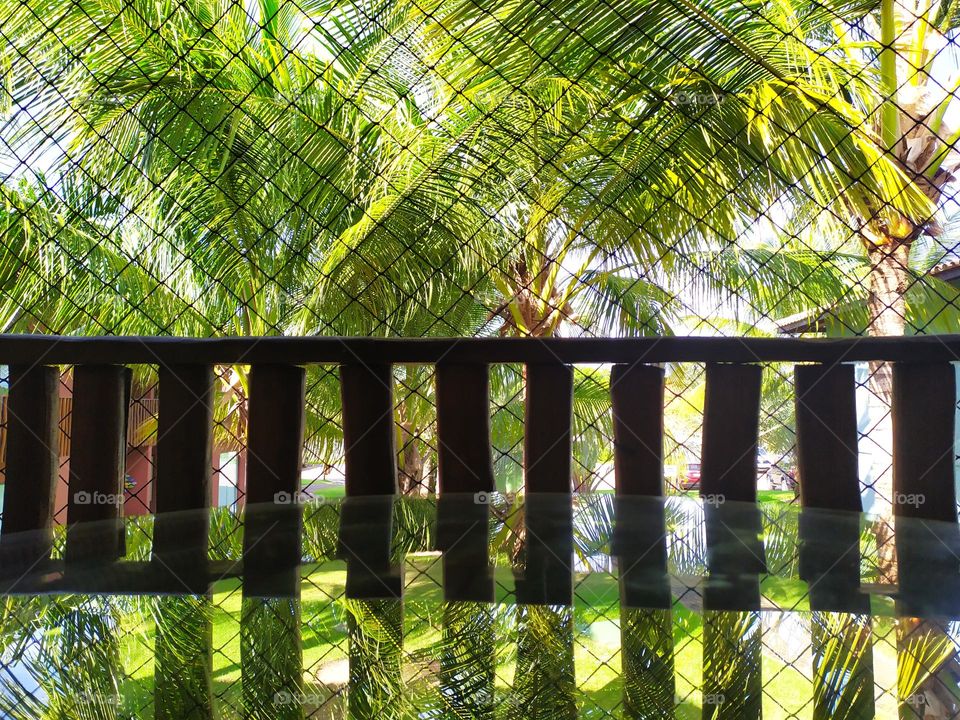 balcony overlooking the garden, coconut trees, lawn.