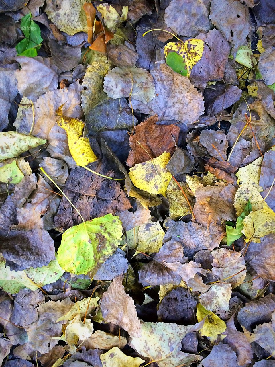 Shedding of Leaves