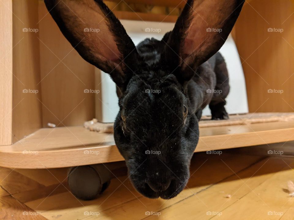 black rabbit of breed alaska