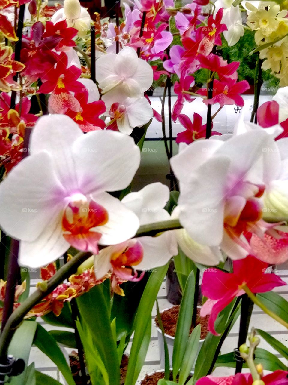 орхидеи