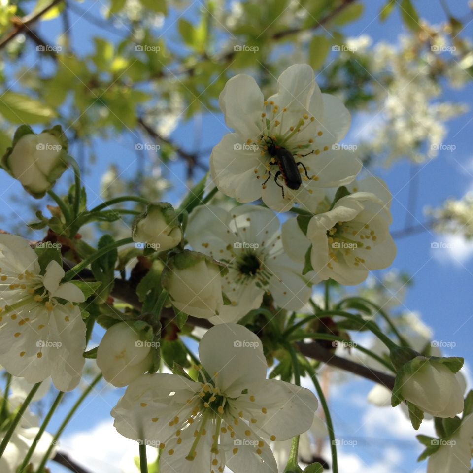 Insect on white cherry blossom flower
