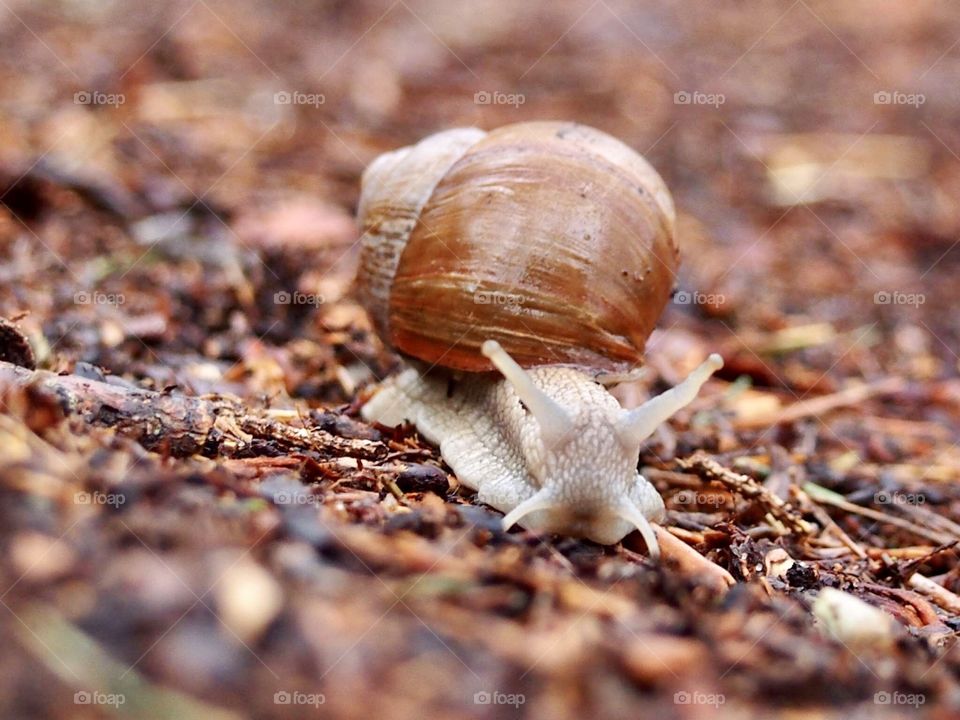 Snail after the rain