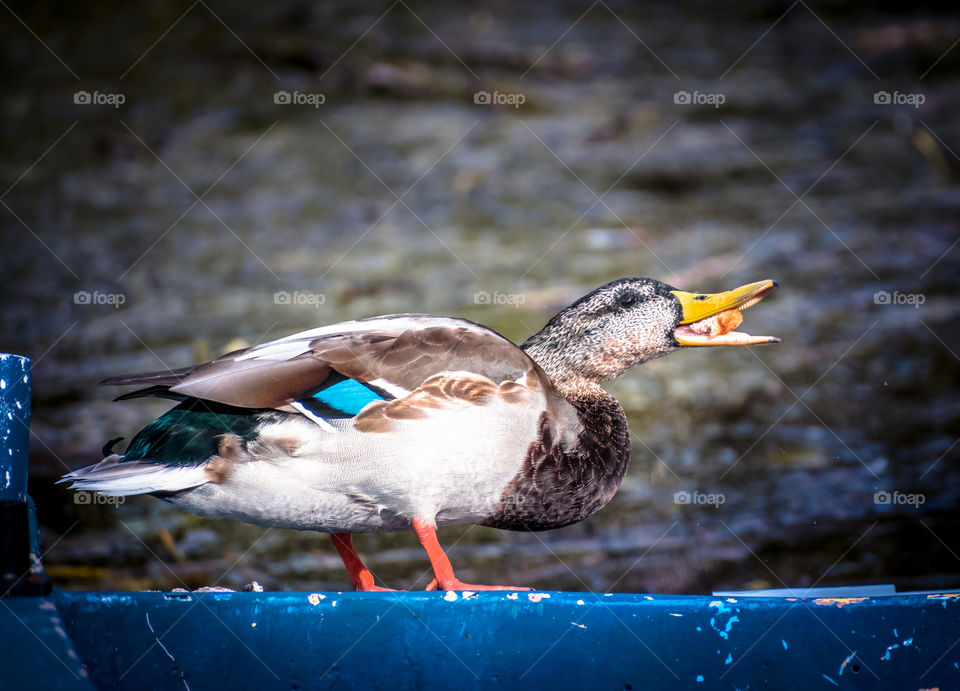 Hungry duck