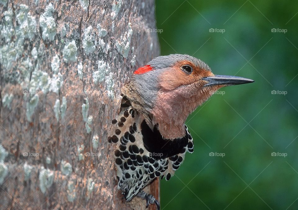A bleary eyed Northern Flicker bird emerges from a hole in a tree. Is it morning now?