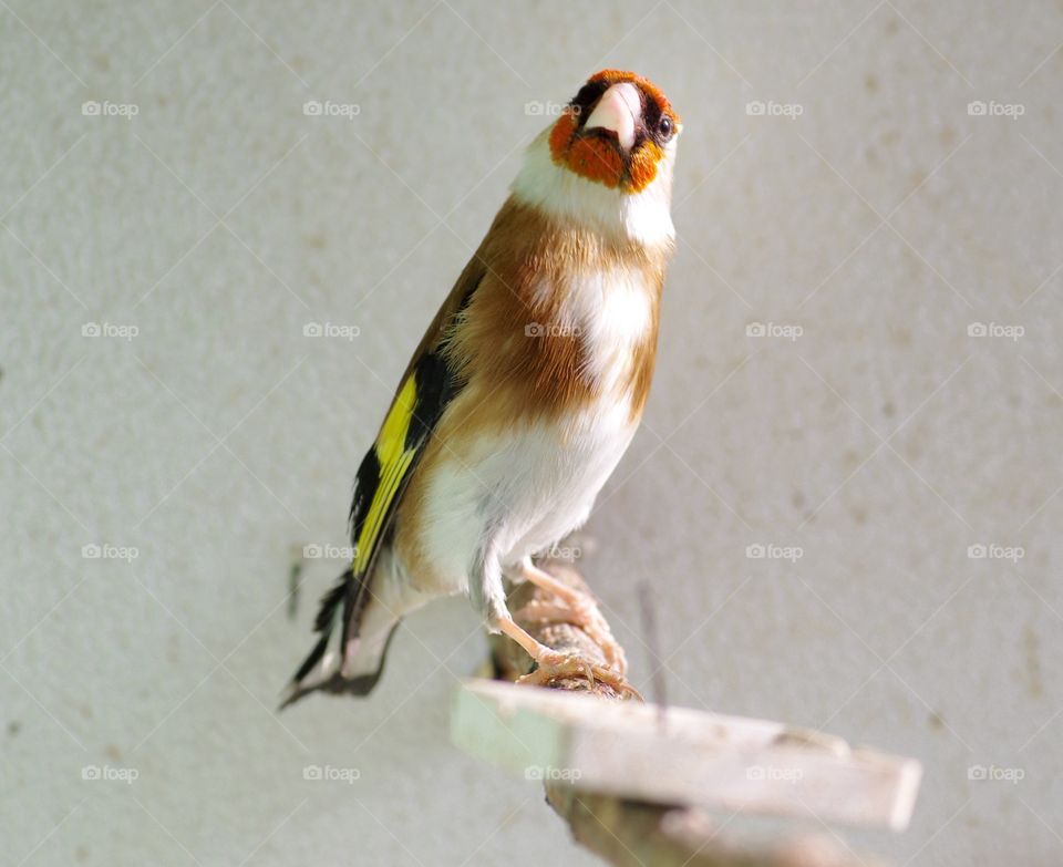 Goldfinch. 