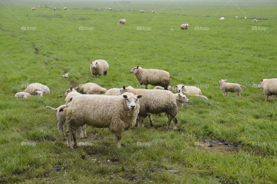 Sheeps On A Farmland