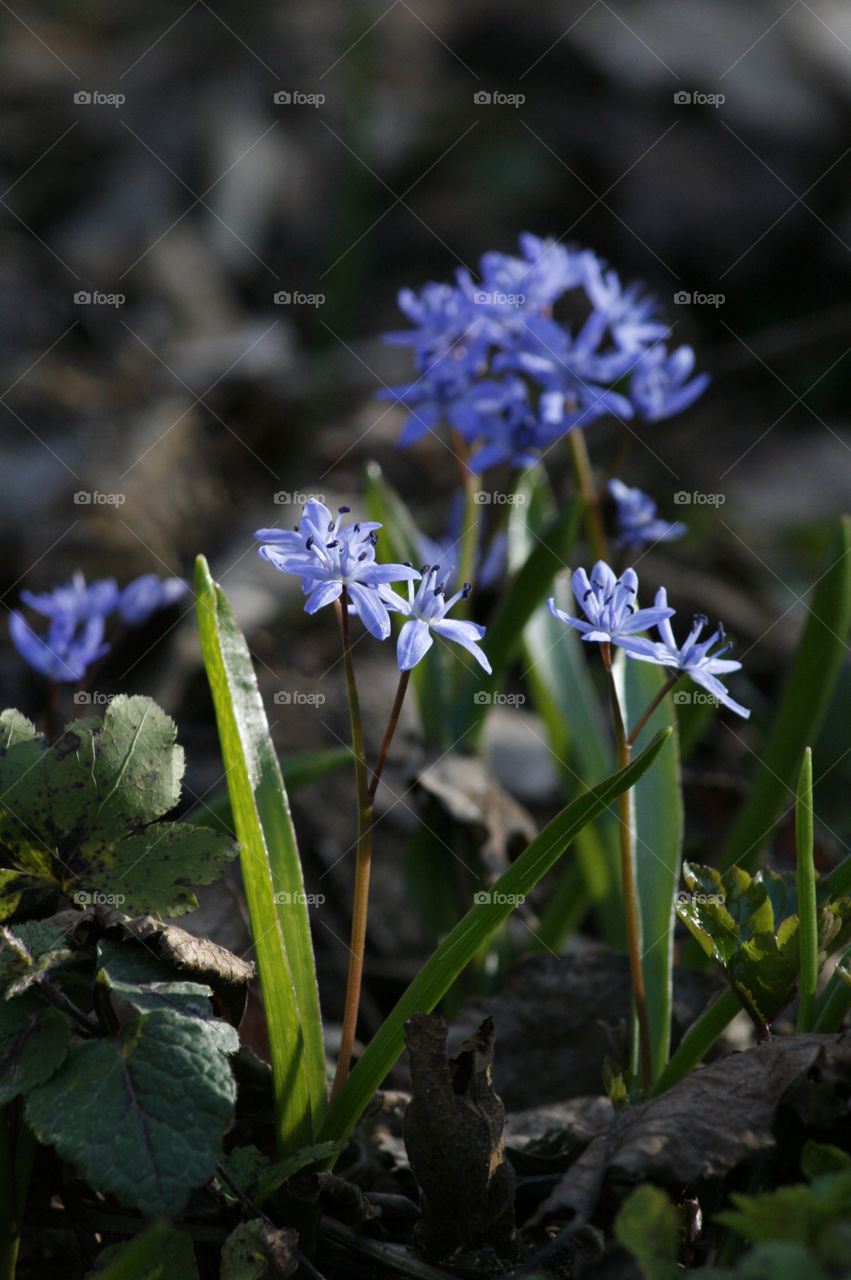 early spring flowers