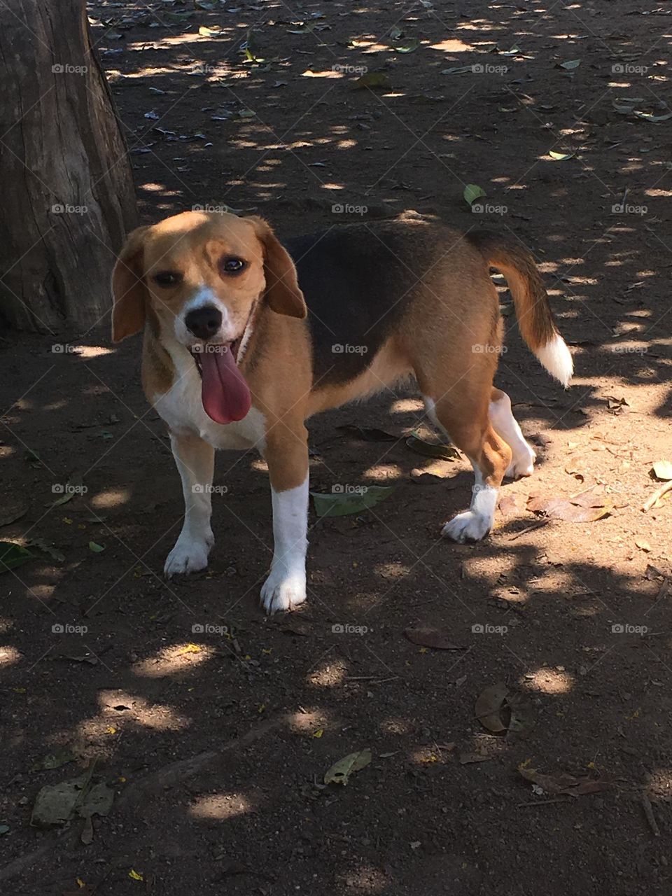 Passeando no parque de doguinhos