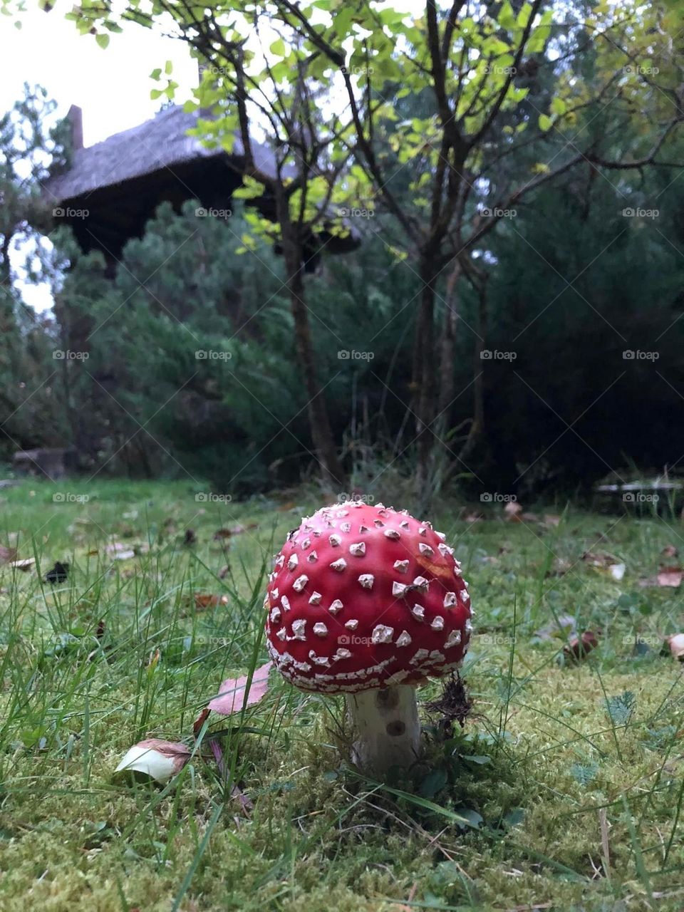 🍄