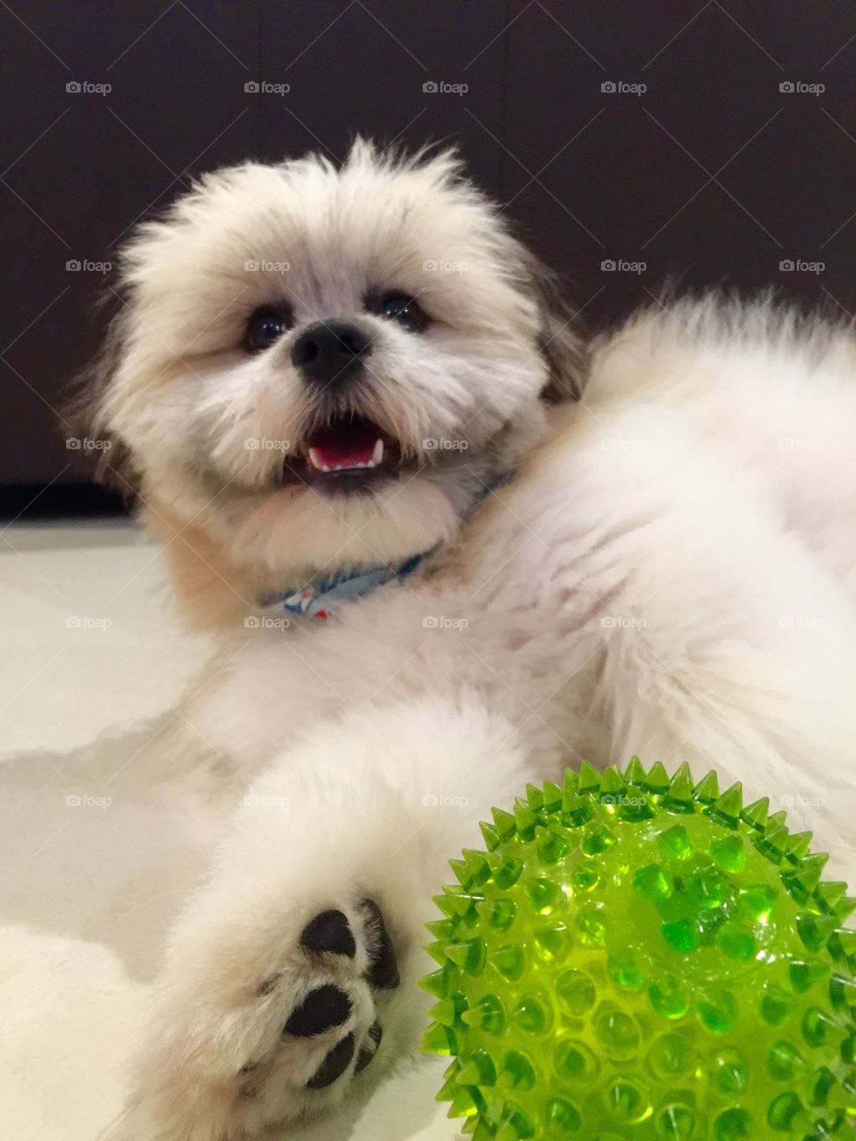 Shiranian dog . Shiranian dog laying down on the floor with green ball