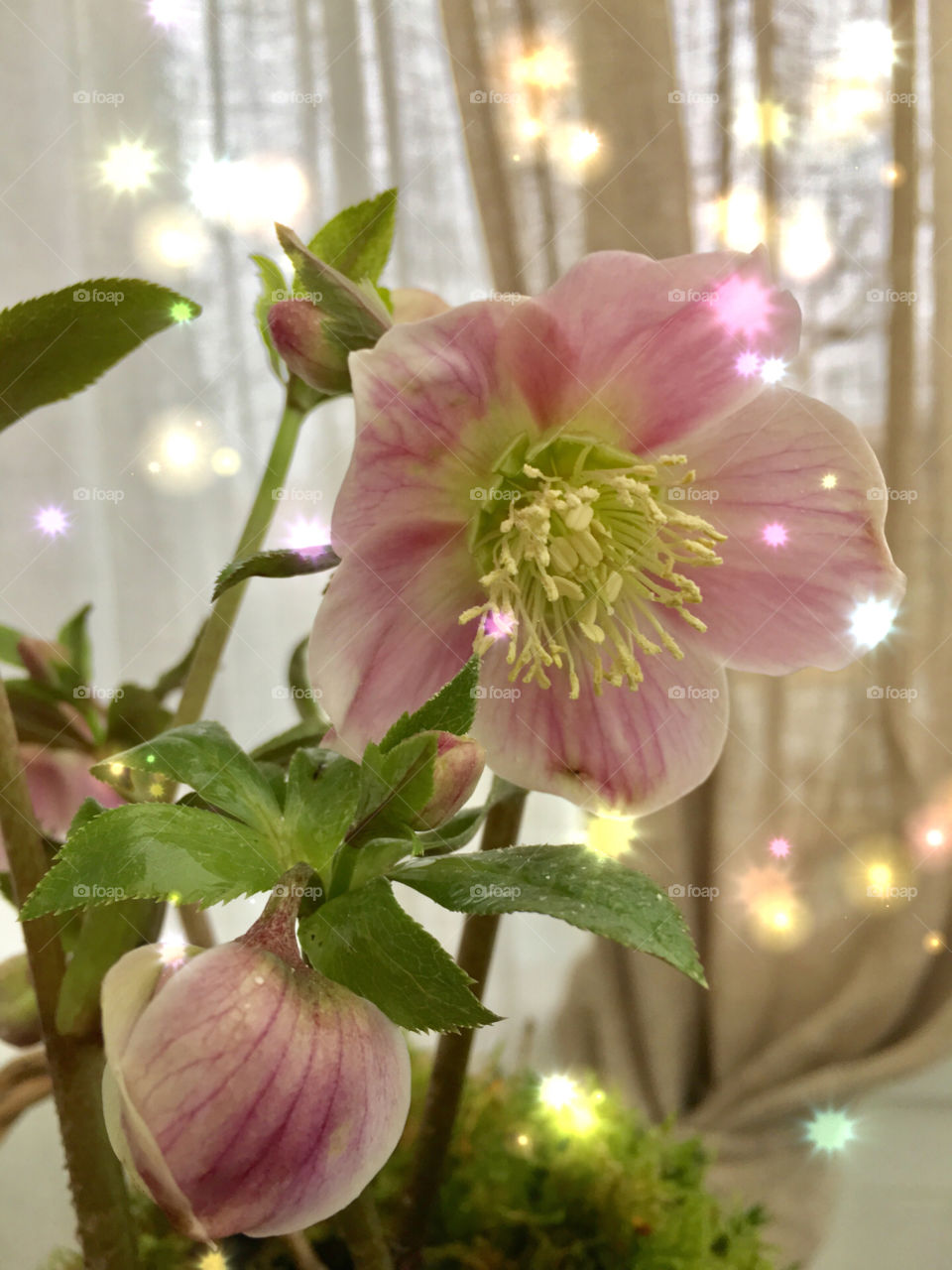 Christmas rose 