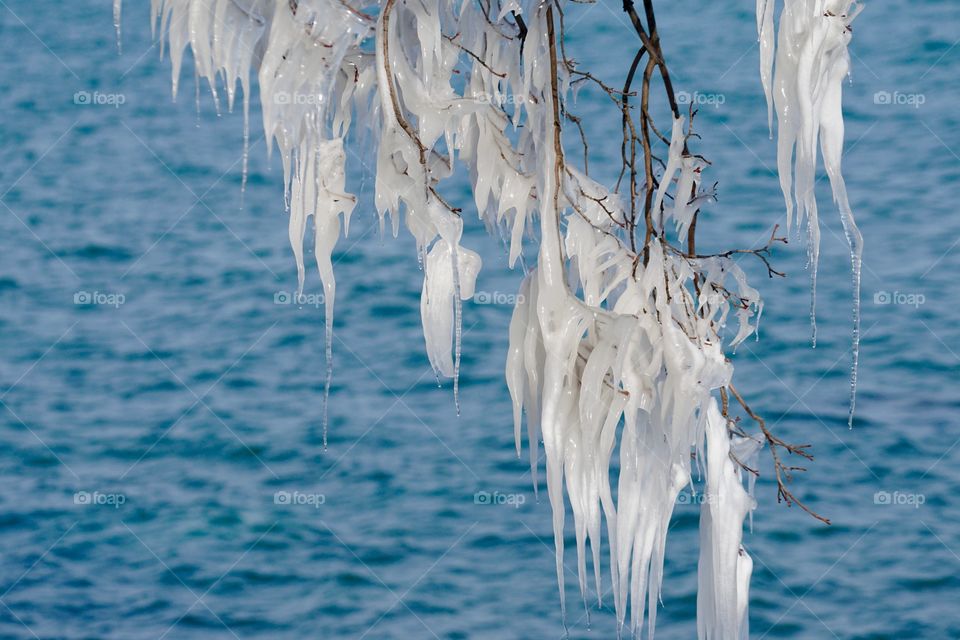 Icicles on tree branch