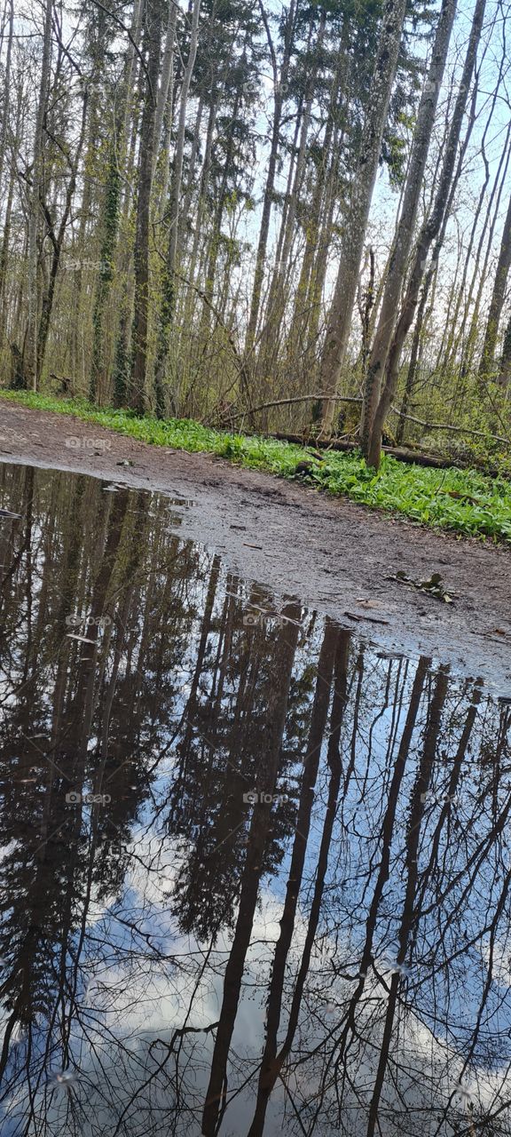 Puddles of water mirroring