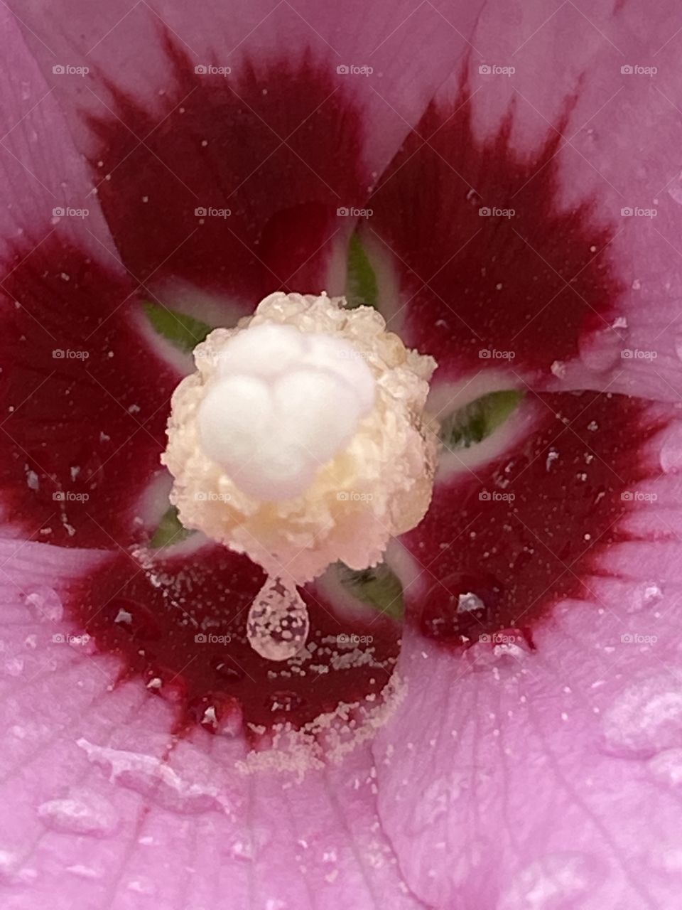 Close-up of a flower on a Rose of Sharon tree. Pink flower right after the rain, water drop reflection of the pollen.