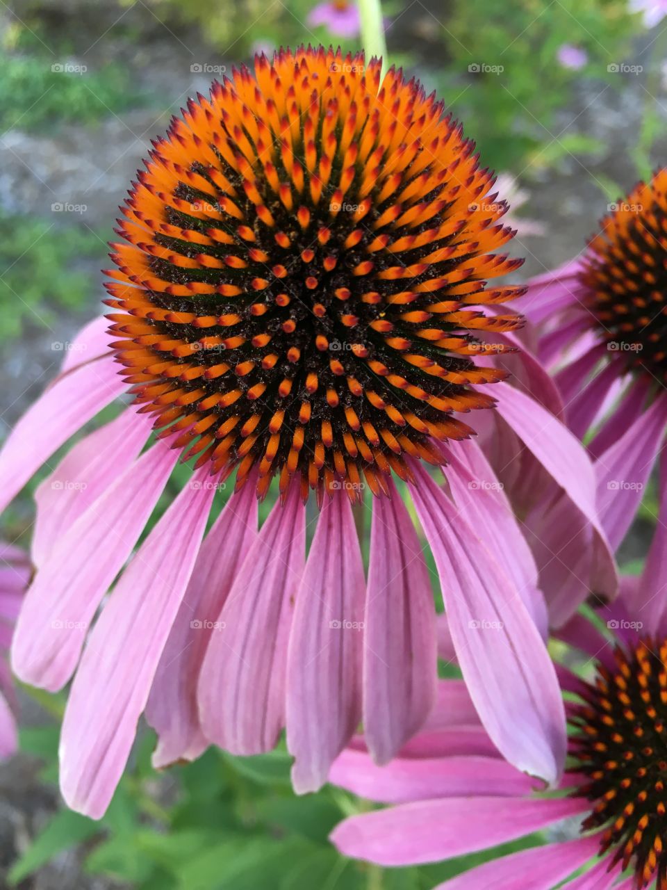 Coneflower