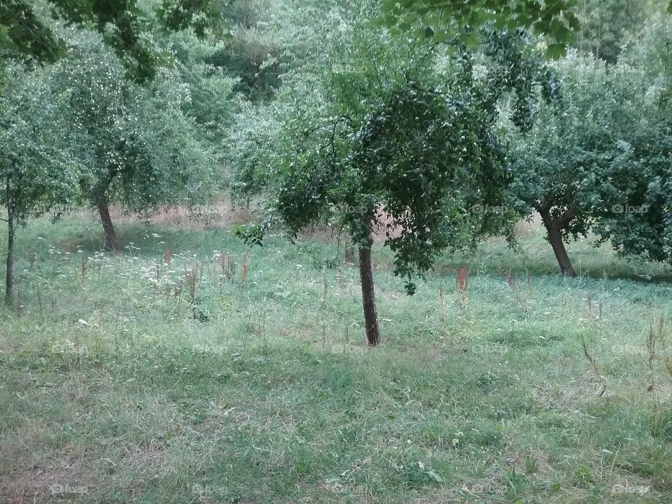 streuobstwiese im hochsommer Fruit Gras wiese Obstbäume Äpfel Birnen tree aple Apple