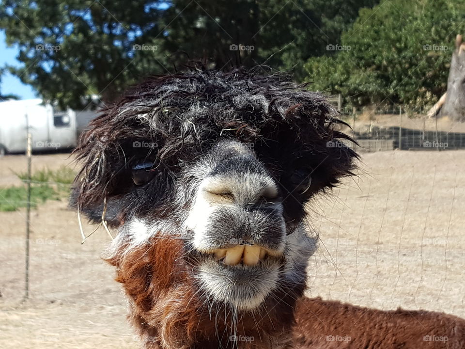 Portrait of alpaca