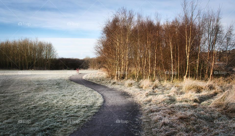 Winter in the park