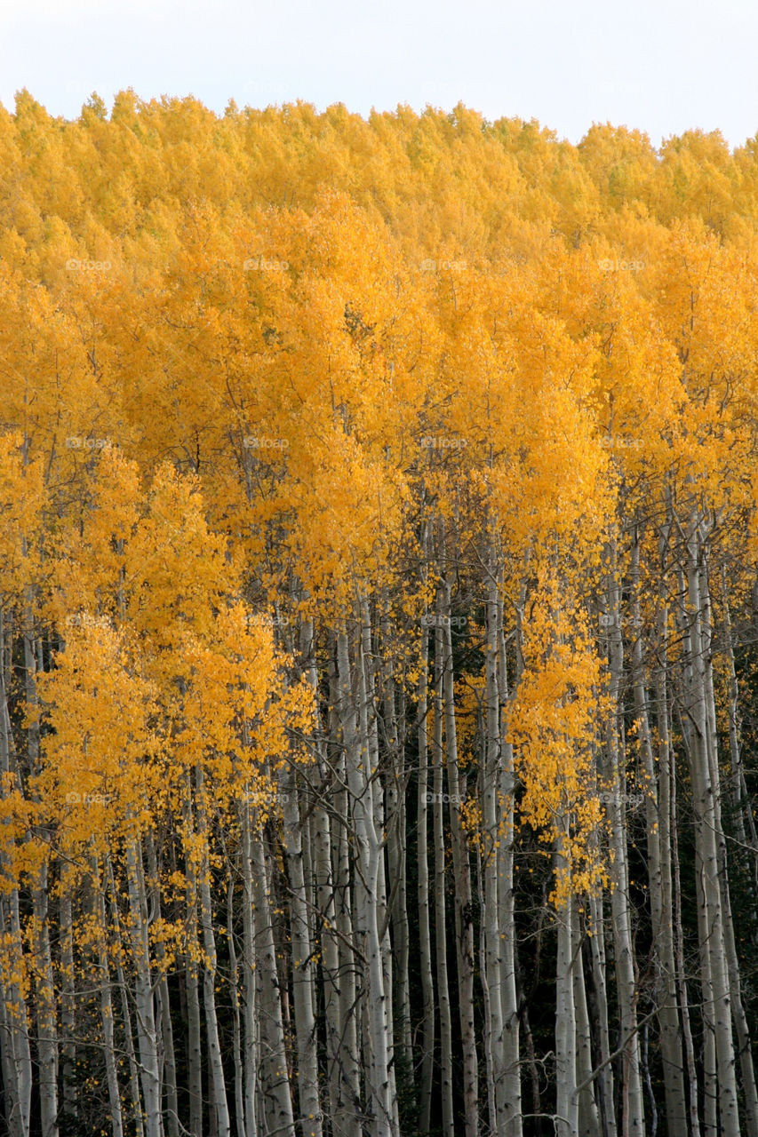 aspens