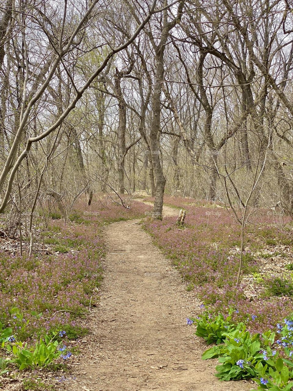 A path through the woods bordered by spring wildflowers