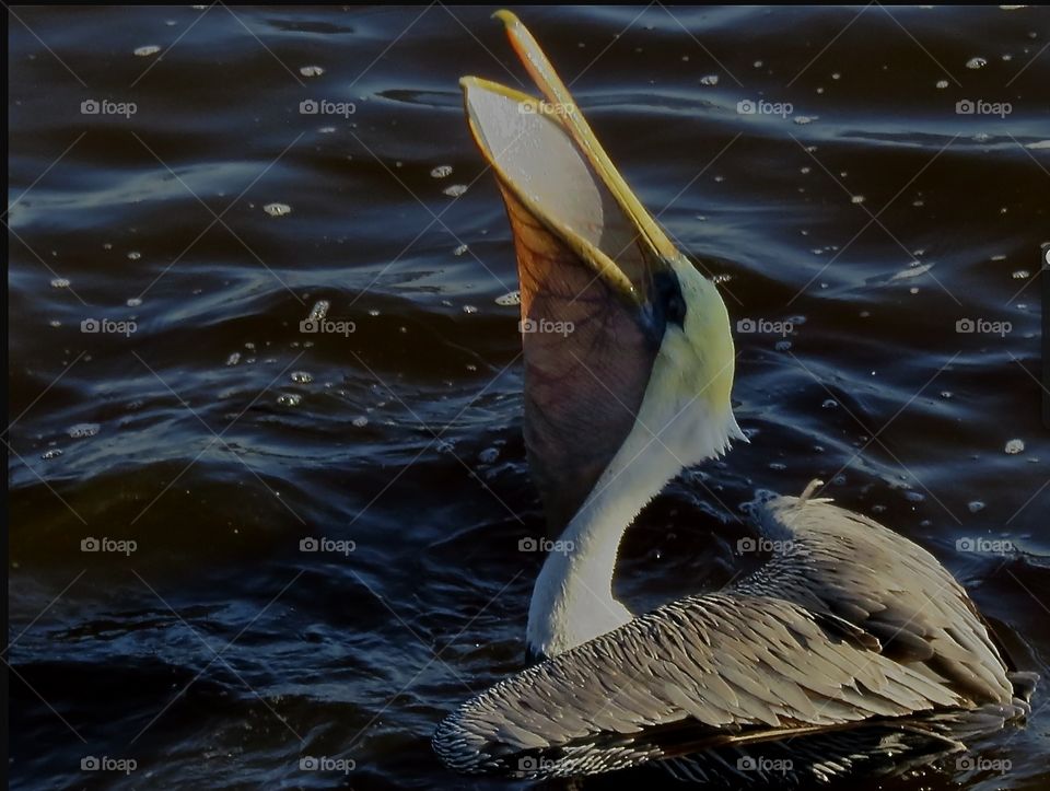Pelican hoping for a fish
