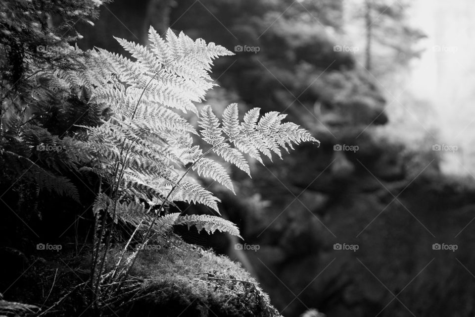 Fern on the rock ridge