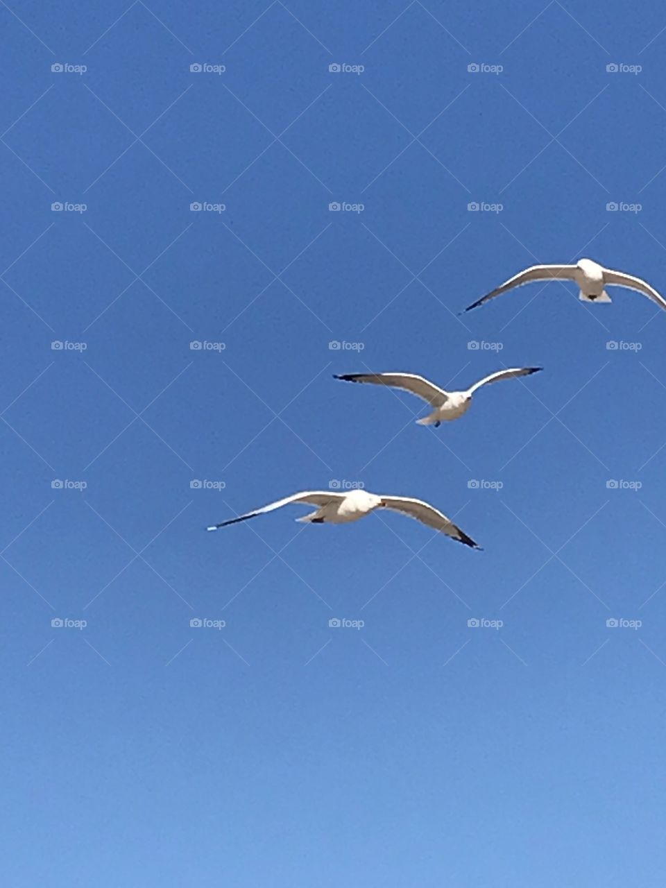 Three seagulls focusing in on a treat 