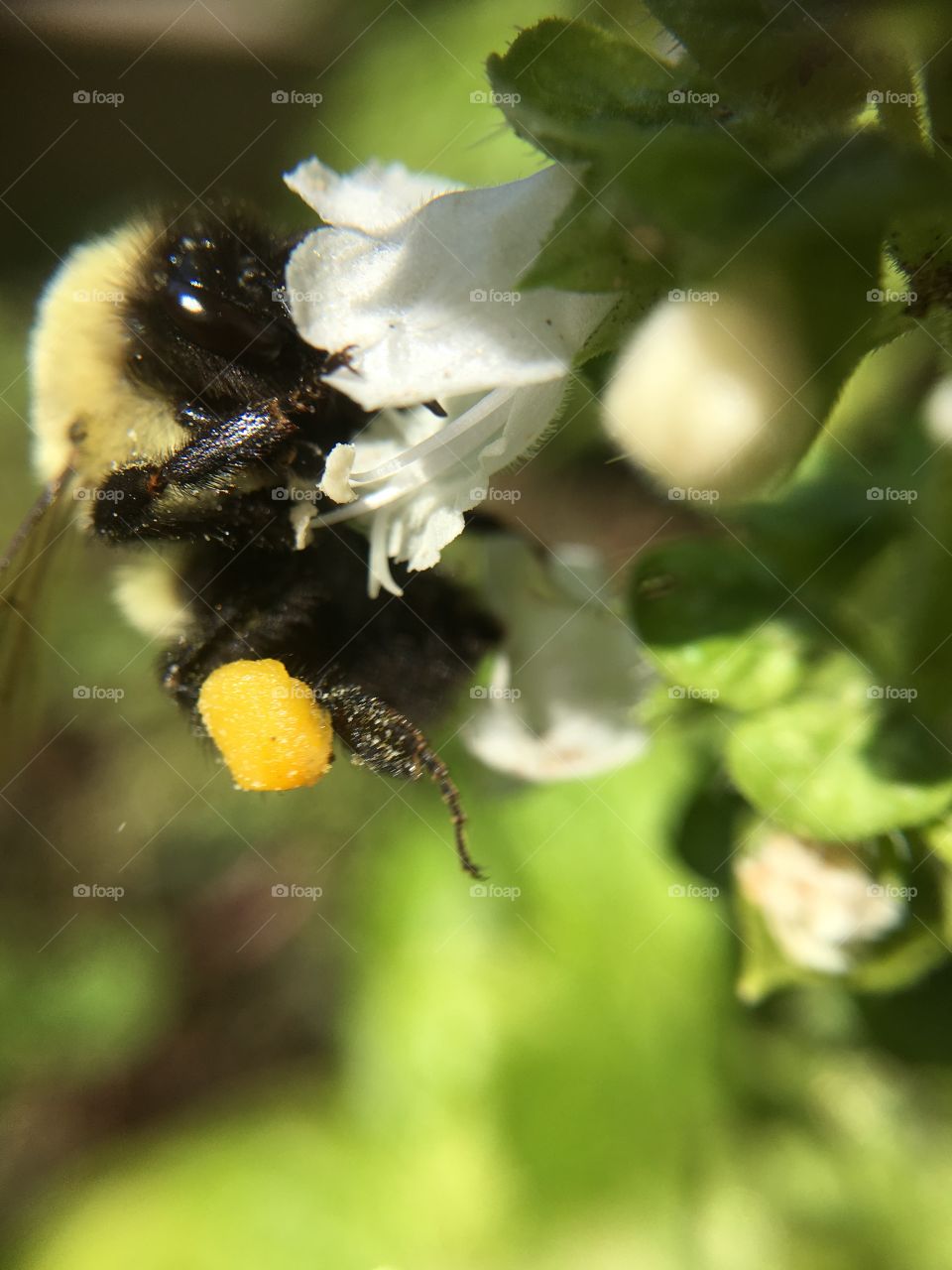 Bumblebee on Basil