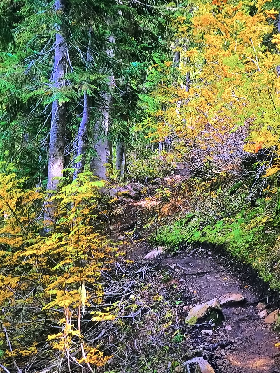 Washington Autumn Park 