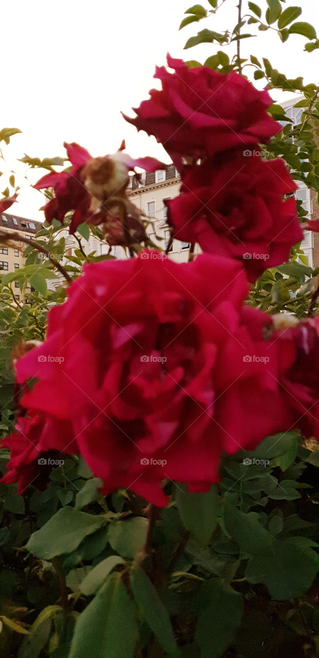 Beautiful Roses