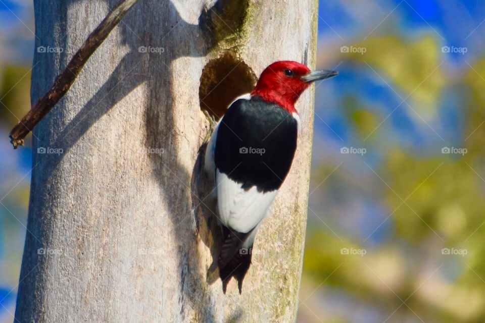 Red-headed Woodpecker