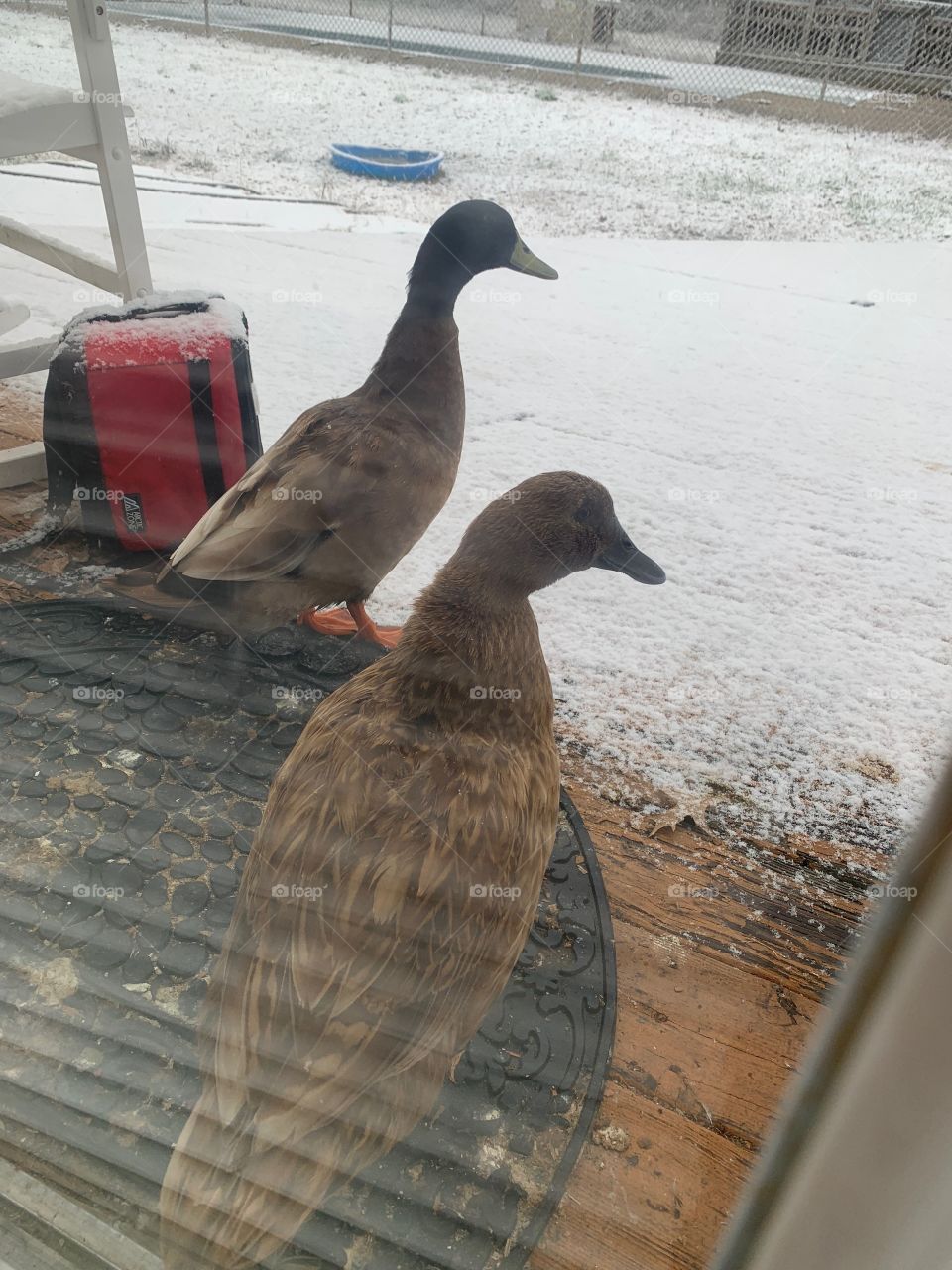 Winter ducks 