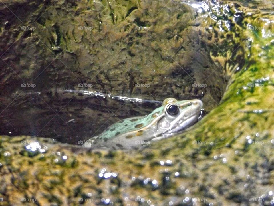 Frog Relaxing