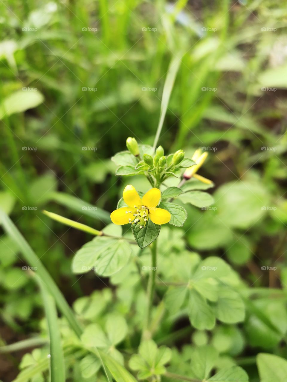 🌱🌱🌱🌱
Asian Spider Flower or Cleome Viscosa
Grooming Yellow Flower🌻
World of Flora