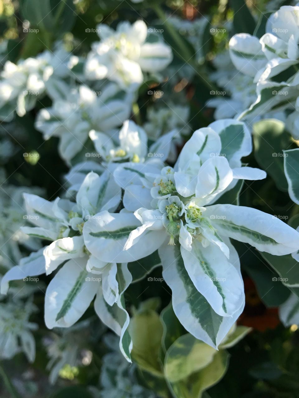 Beautiful white flowers in garden