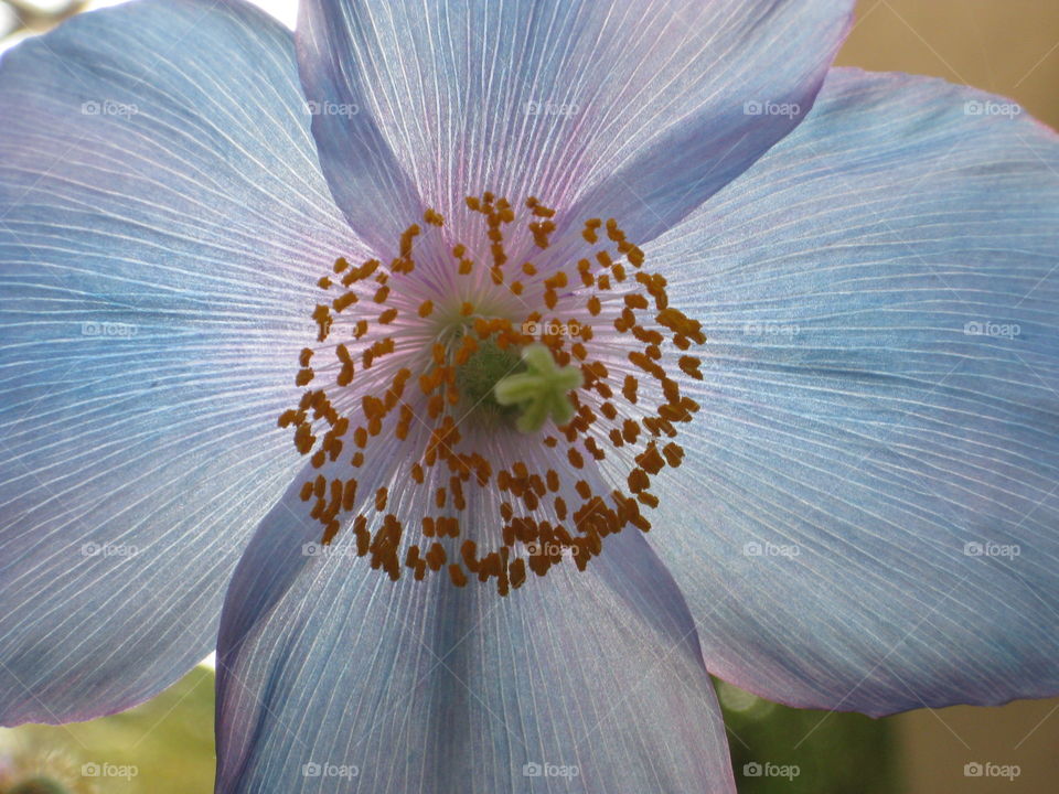 Transparent Blue Flower