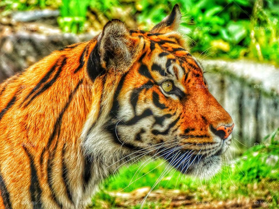 Brilliant Tiger