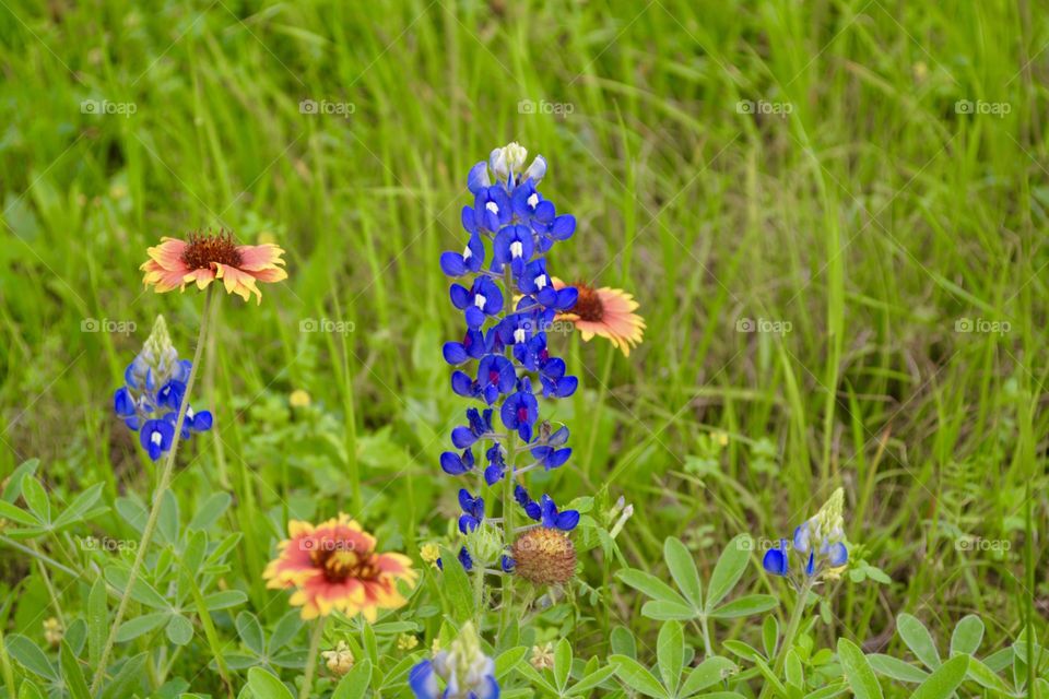 Texas Blue bonnets in a field with other wildflower 