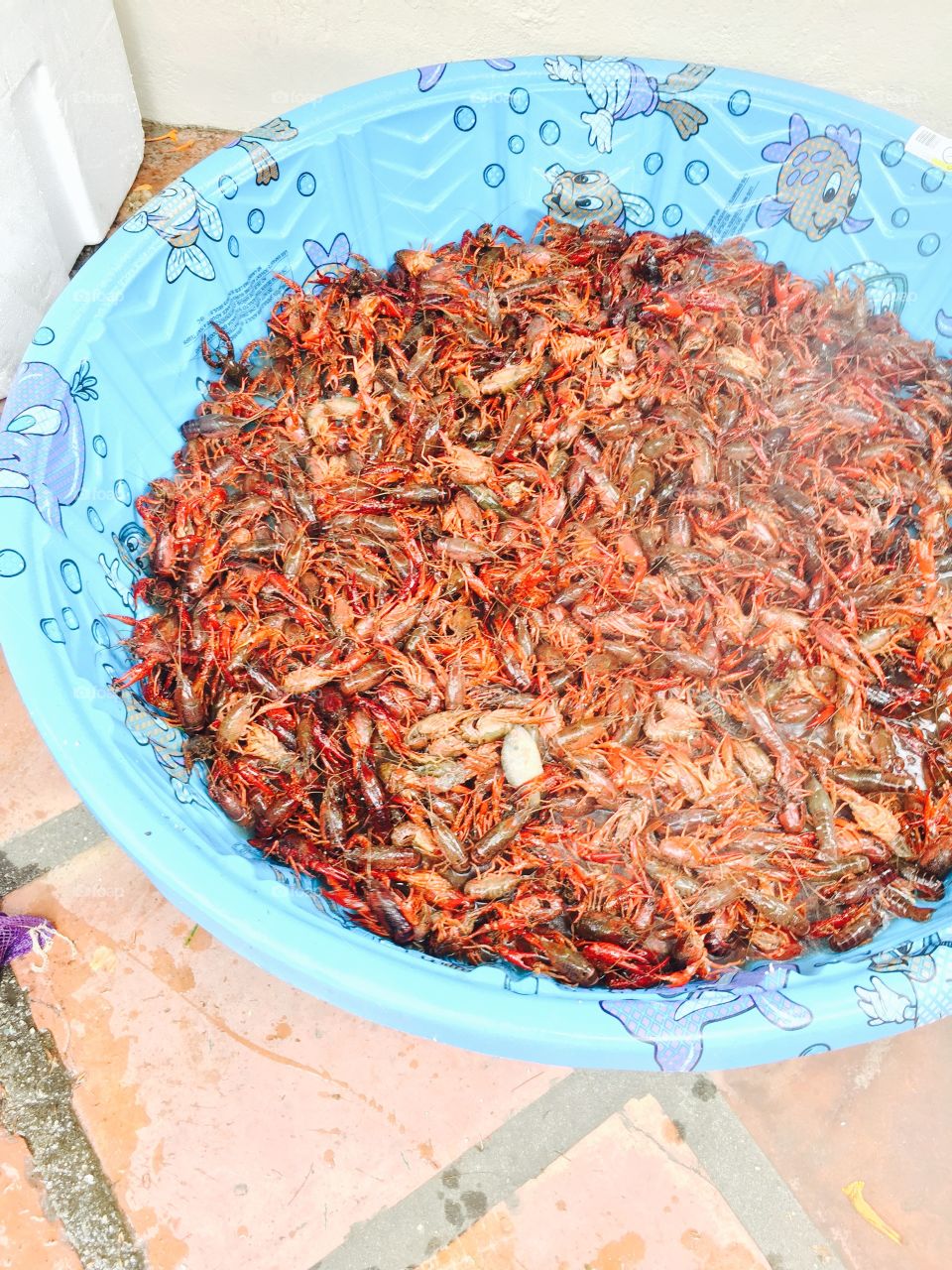 Crawfish