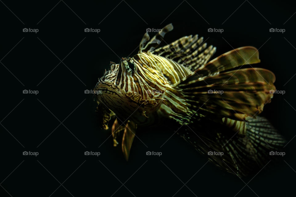 The lion of the seas