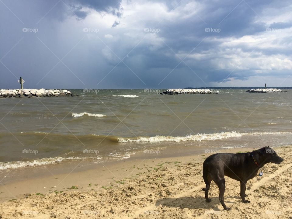 Doggie day at the beach 