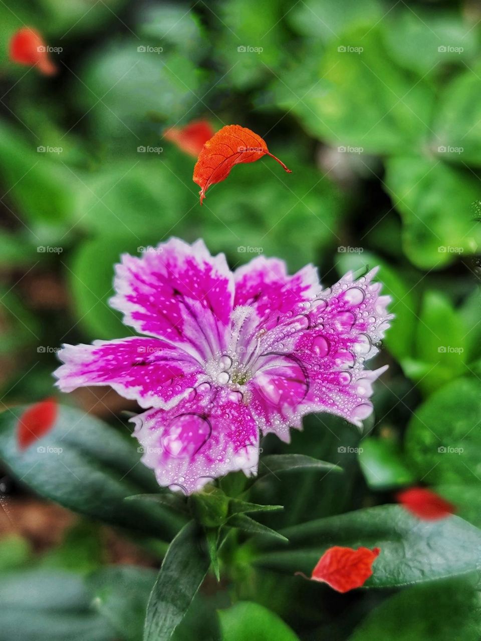 Beautiful flowers in bloom