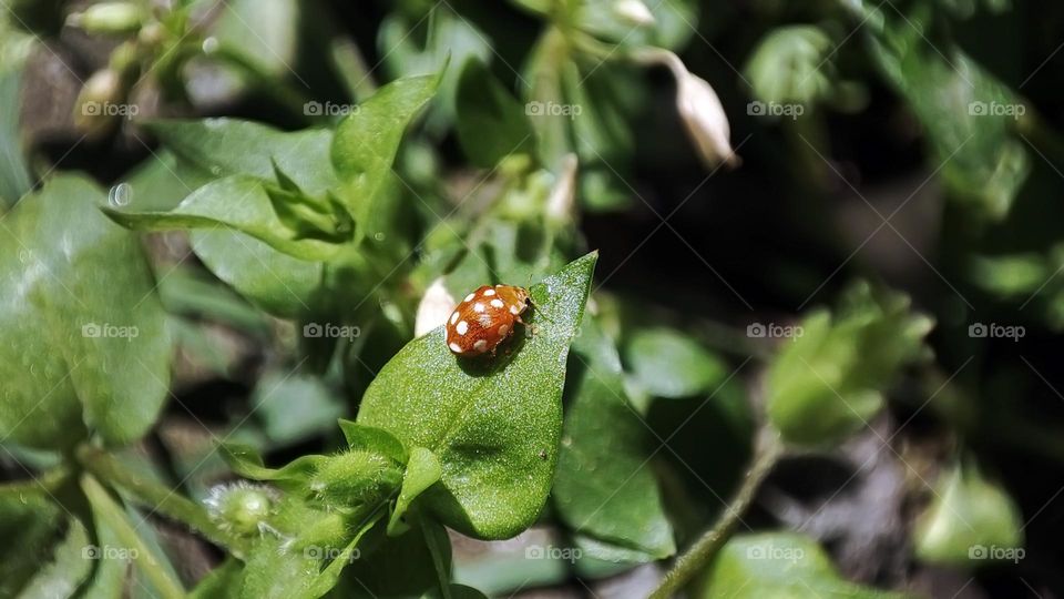 Macro photo of green grass growing in the garden