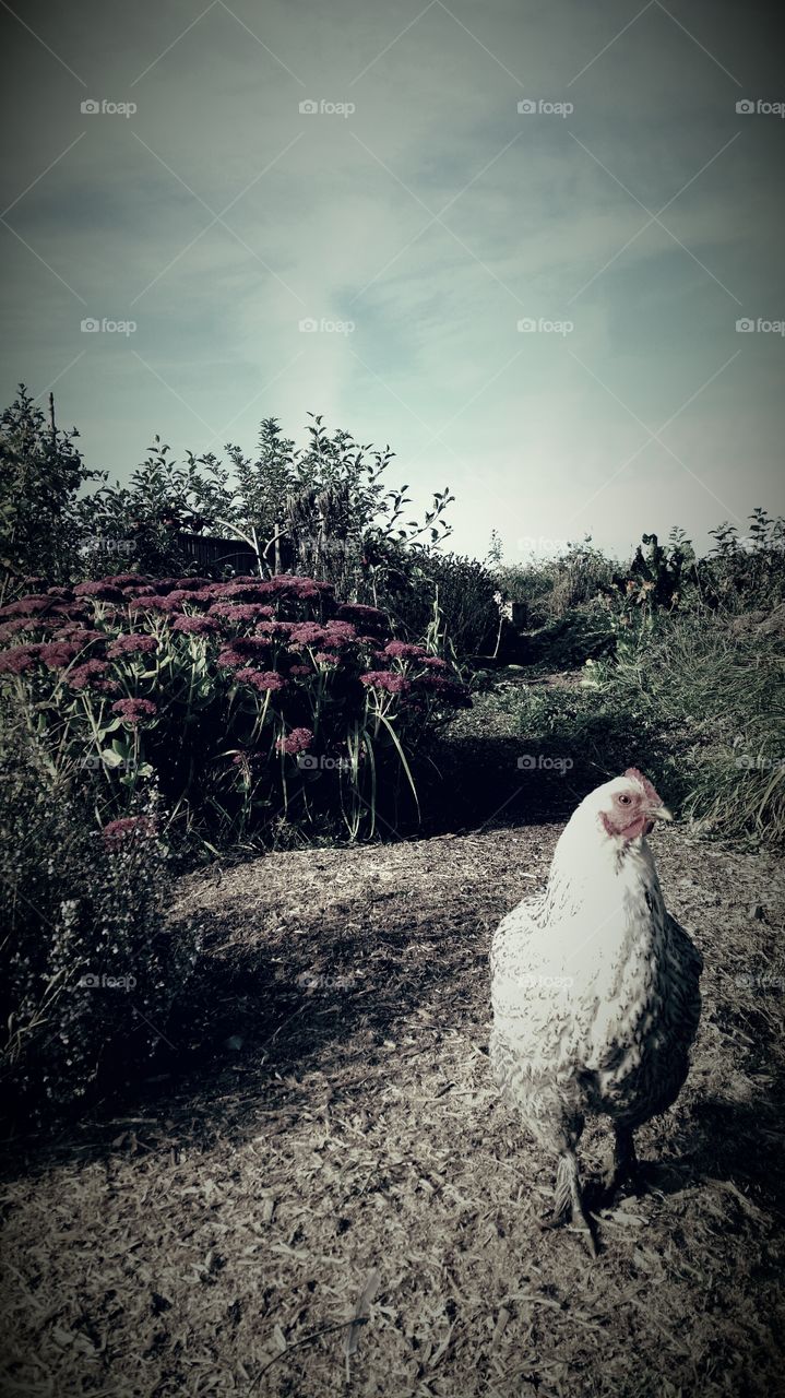 A white hen in a garden summertime